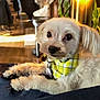 dog, white_dog, bandana, yellow_bandana, pet, indoor, cozy, fur, animal, cute, relaxed, looking_at_camera, floor, plants, furniture, warm_light, domestic, small_dog, companion, portrait