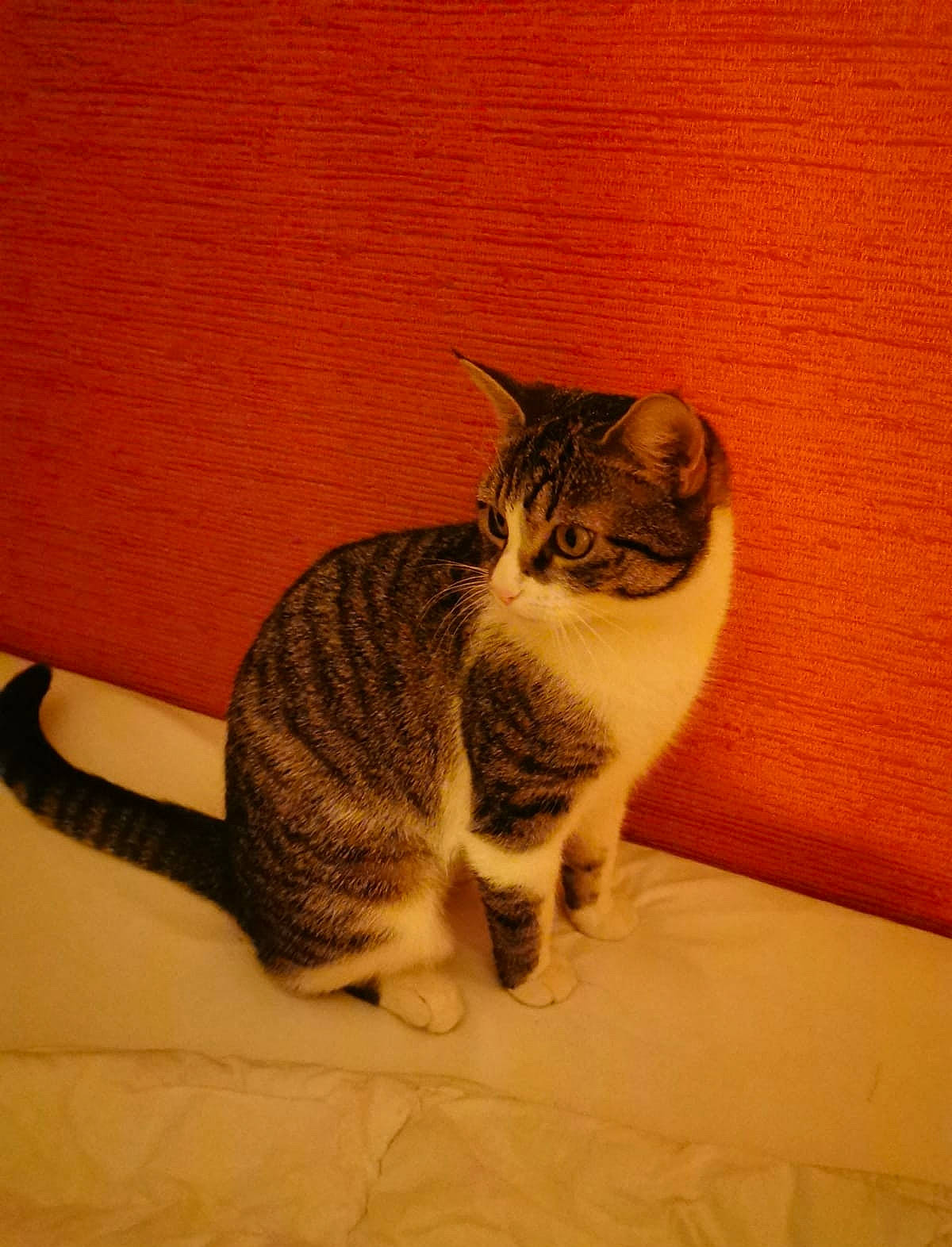 Kika a rejoint le concours — aidez-le/la à gagner de superbes lots ! carnivore, cat, comfort, domestic_short_haired_cat, door, ear, eye, fawn, felidae, flooring, fur, human_body, paw, small_to_medium_sized_cats, snout, tail, terrestrial_animal, whiskers, window, wood