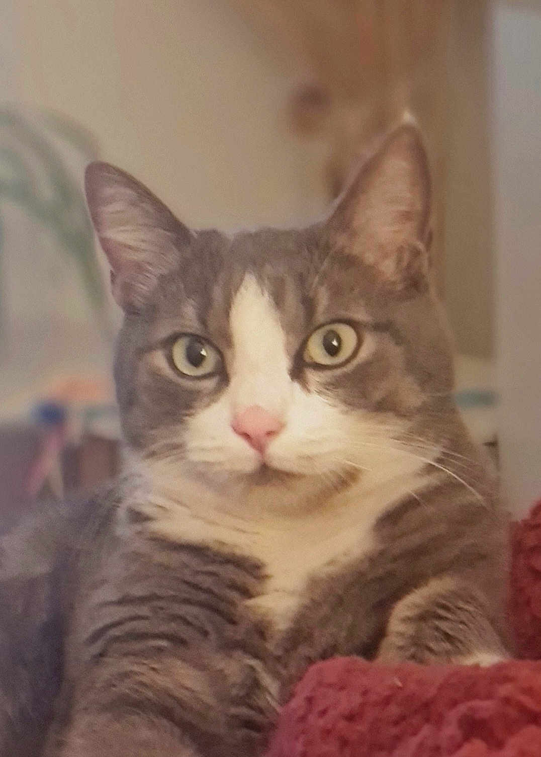 Chiro