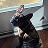 adorable, animal, brindle, companion, cute, dog, domestic, ears, french_bulldog, indoor, looking_back, pet, portrait, puppy, shadow, sitting, sunlight, window, wooden_floor, young