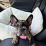 animal, brindle, car, car_interior, closeup, curious, cute, dog, ears, french_bulldog, indoor, leather_seat, paws, pet, pet_bed, pink_harness, puppy, resting, seatbelt, transport