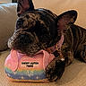 Prada is registered to the contest to win money with this photo: dog, french_bulldog, brindle, plush_toy, couch, indoor, pet, paw, collar, toy, cute, animal, canine, relaxed, close_up, portrait, home, pet_accessory, colorful, fabric