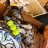 puppy, dog, toy, chew_toy, playful, spotted, lying_down, person, hand, shirt, cartoon_design, blanket, paw_prints, indoor, cozy, pet, cute, animal, relaxed, focus