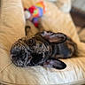 dog, french_bulldog, brindle, pet, cushion, plush_toy, rainbow, indoor, cozy, relaxed, closeup, soft, cute, animal, face, ears, fur, lying_down, home, comfort