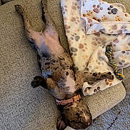 Prada joined the competition — help win amazing prizes! dog, upside_down, spotted, couch, blanket, paw_prints, toy, rope_toy, relaxed, pet, indoor, furniture, collar, sleeping, canine, cozy, resting, animal, domestic_animal, home