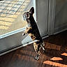 Prada is registered to the contest to win money with this photo: animal, brindle_coat, curious, daylight, dog, domestic, door, floor, french_bulldog, glass_door, hind_legs, home, indoor, looking_out, pet, shadow, standing, sunlight, window, wooden_floor