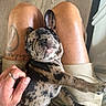 puppy, dog, sleeping, brindle, lap, tattoo, hand, ring, shorts, person, indoors, floor, wood_floor, happy, pet, cute, relaxed, animal, furry, companion