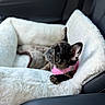 dog, french_bulldog, puppy, pet_bed, car_interior, pink_harness, fluffy, fur, cute, resting, side_view, leather_seat, cozy, animal, domestic_pet, small_dog, indoors, comfort, relaxing, young_dog