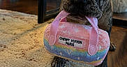 Prada is registered to the contest to win money with this photo: dog, puppy, french_bulldog, brindle, toy, plush, carpet, indoor, floor, pet, cute, animal, mouth, holding, small, colorful, pink, rainbow, fur, ears