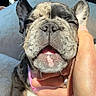 Prada is registered to the contest to win money with this photo: dog, puppy, french_bulldog, close_up, pet, animal, smiling, happy, hand, fur, ears, nose, mouth, blanket, indoor, cute, tiny, resting, comfort, domestic