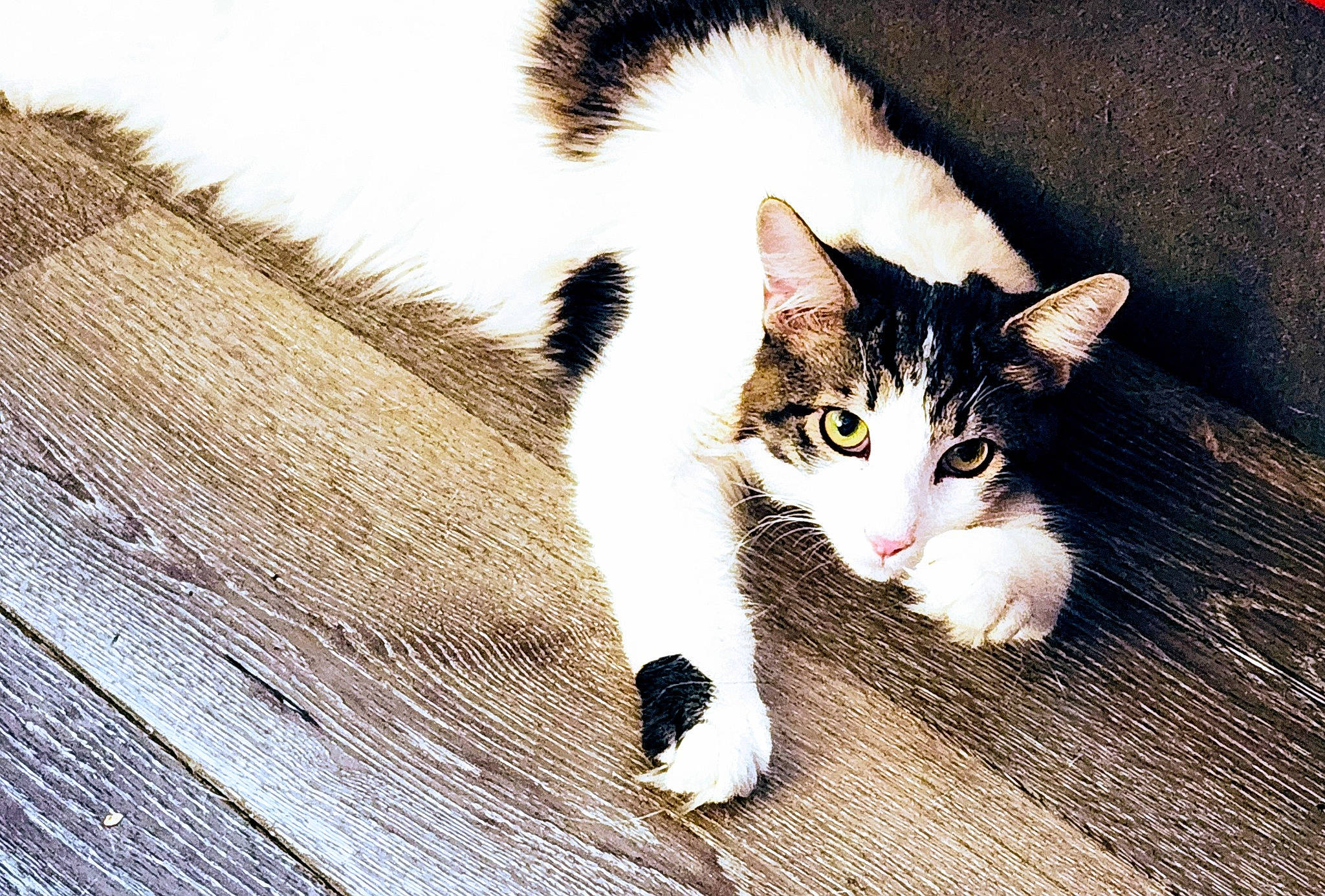 Jack Jack joined the competition — help win amazing prizes! carnivore, cat, domestic_short_haired_cat, felidae, flooring, foot, fur, grass, hardwood, paw, plank, plant, sitting, small_to_medium_sized_cats, snout, tail, tree, whiskers, window, wood