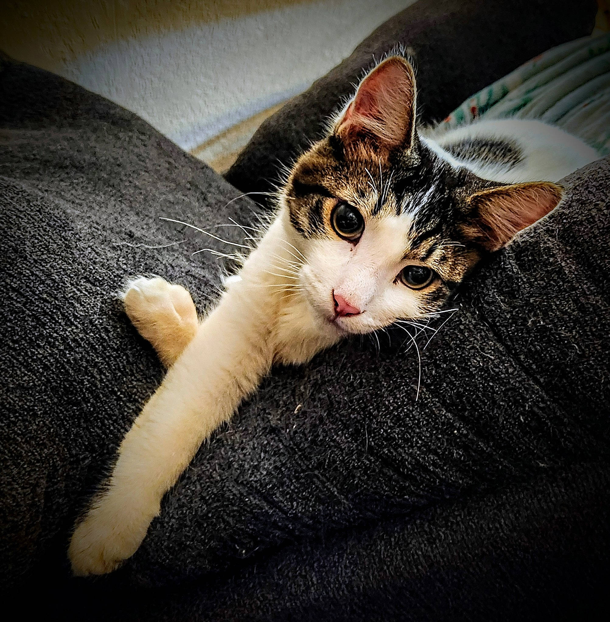 Jack Jack joined the competition — help win amazing prizes! carnivore, cat, claw, comfort, domestic_short_haired_cat, felidae, foot, fur, human_leg, paw, plant, sitting, small_to_medium_sized_cats, snout, tail, tree, whiskers, wood