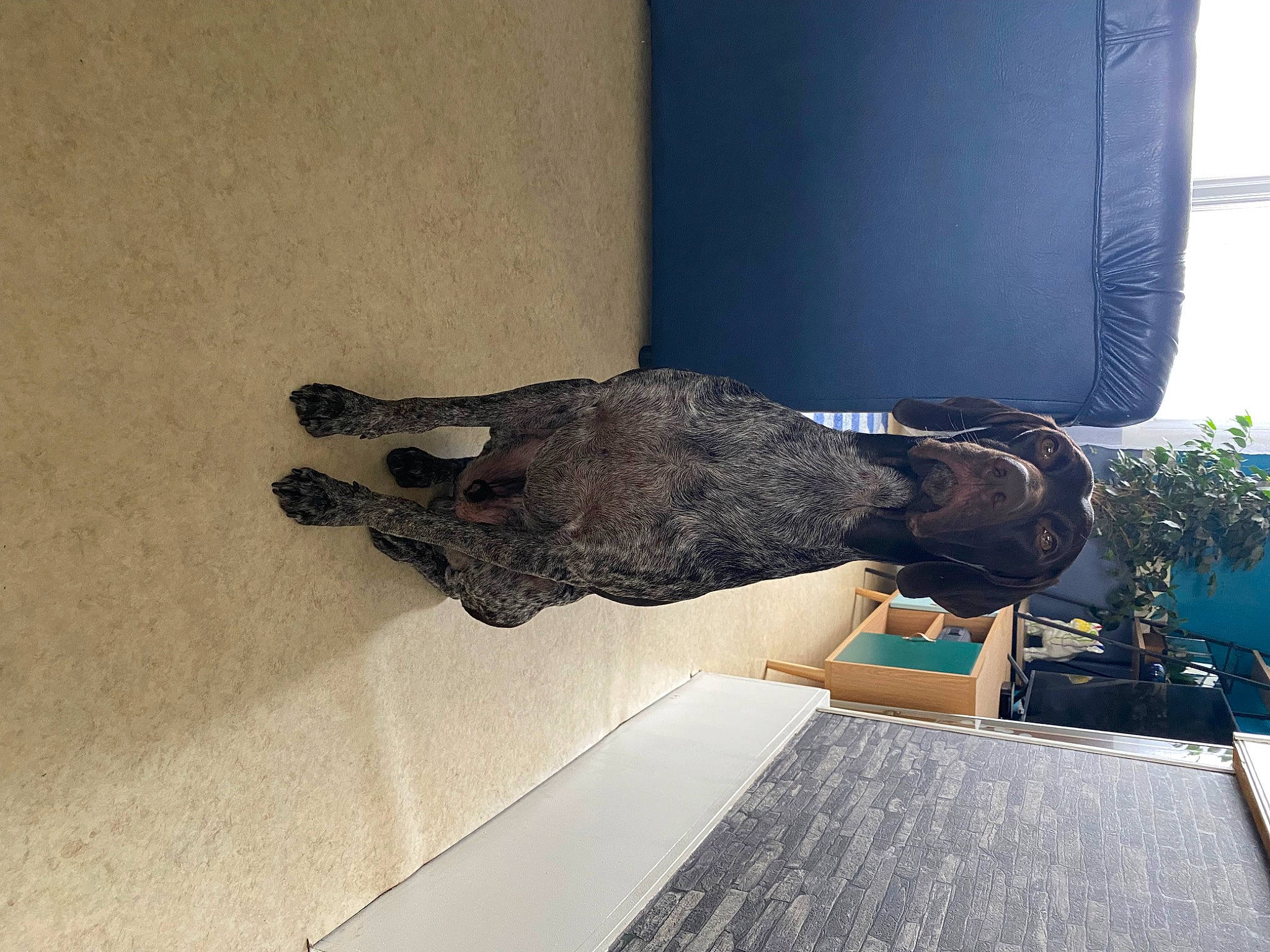 Thomas participe au concours pour gagner de l'argent avec cette photo : bird, elbow, feather, hardwood, metal, room, tail, visual_arts, water, wing, wood