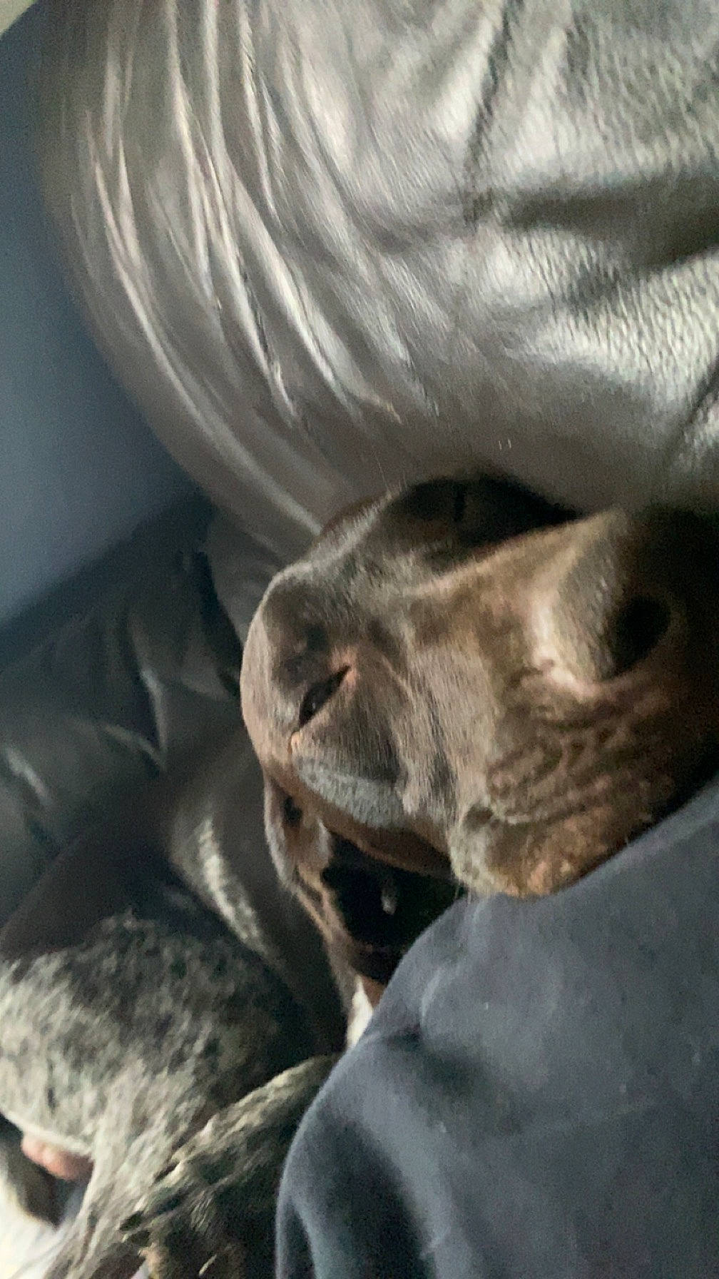 Thomas a rejoint le concours — aidez-le/la à gagner de superbes lots ! canidae, carnivore, cloud, comfort, companion_dog, dog, dog_breed, fawn, fur, great_dane, grey, gun_dog, liver, mammal, nap, sporting_group, terrestrial_animal, tints_and_shades, whiskers, working_animal