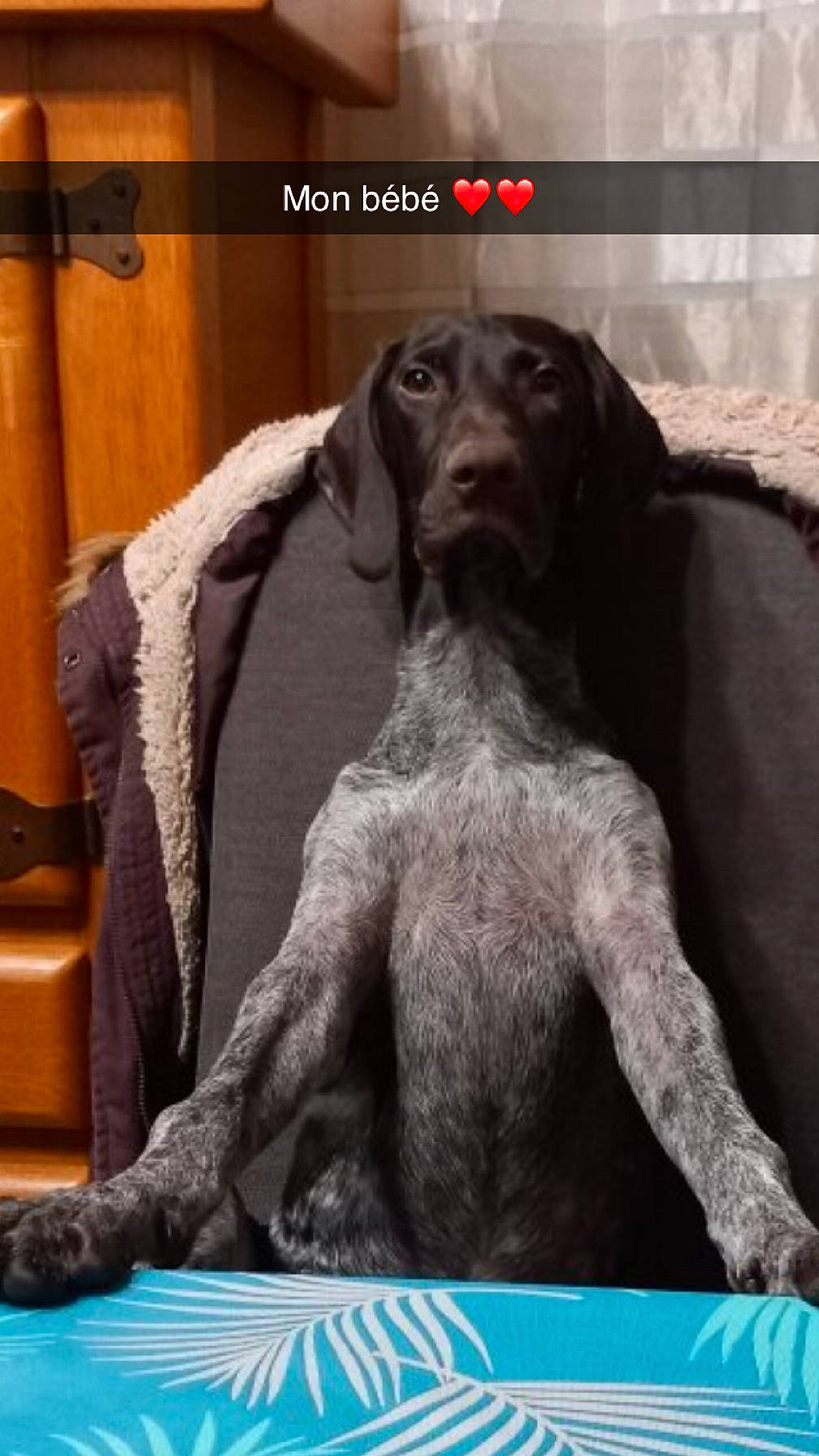 Thomas participe au concours pour gagner de l'argent avec cette photo : ancient_dog_breeds, art, canidae, carnivore, companion_dog, dog, dog_breed, flooring, fur, giant_dog_breed, gun_dog, hunting_dog, liver, metal, pet_supply, photo_caption, snout, sporting_group, terrestrial_animal, working_animal