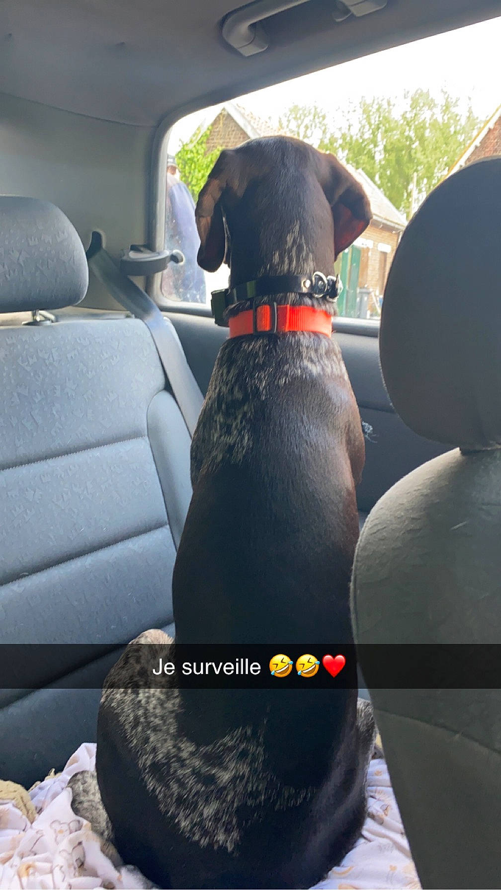 Thomas participe au concours pour gagner de l'argent avec cette photo : auto_part, automotive_mirror, car, car_seat, car_seat_cover, carnivore, collar, companion_dog, dog, dog_breed, dog_collar, fawn, head_restraint, light, motor_vehicle, snout, sporting_group, vehicle, vehicle_door, window