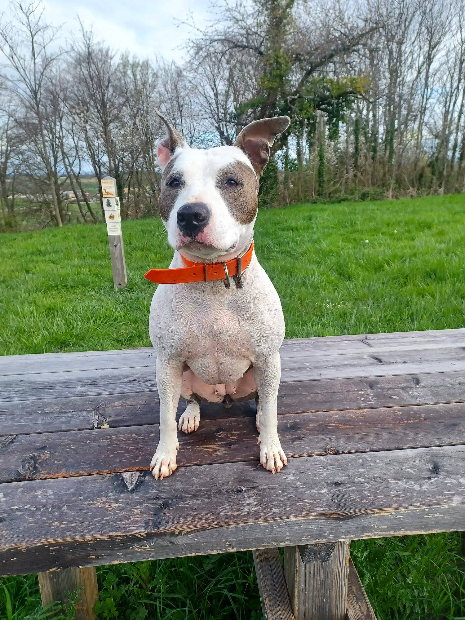 Tina participe au concours pour gagner de l'argent avec cette photo : carnivore, cloud, collar, companion_dog, dog, dog_breed, dog_collar, fawn, grass, outdoor_bench, pet_supply, plant, sky, snout, sporting_group, tail, terrier, tree, whiskers, wood