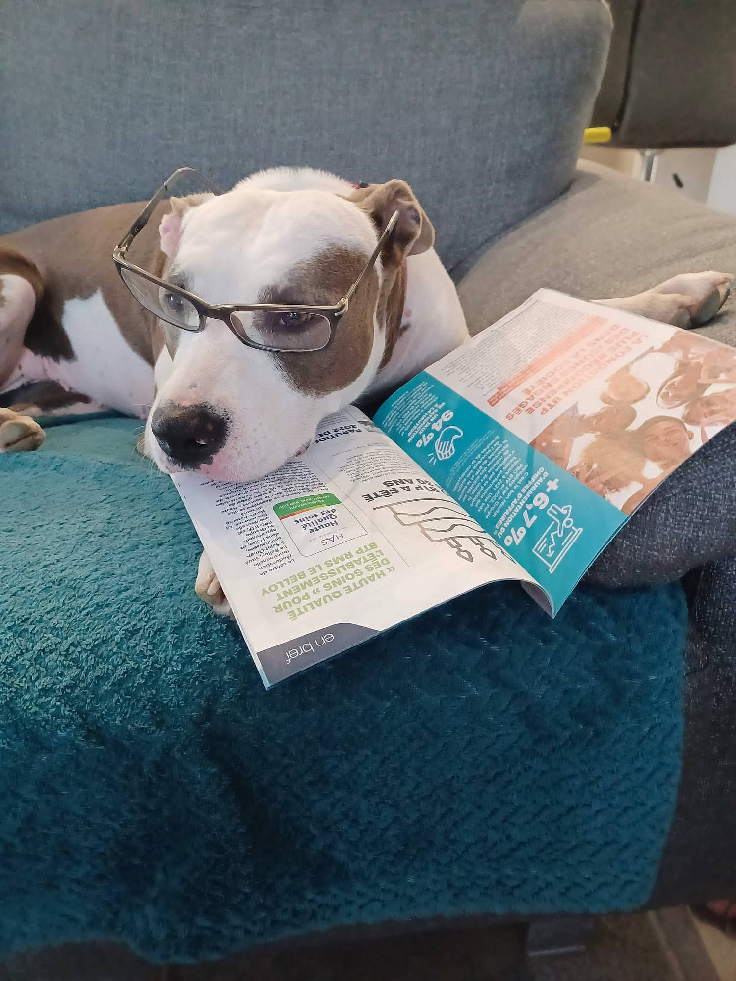 Tina a rejoint le concours — aidez-le/la à gagner de superbes lots ! canidae, carnivore, collar, comfort, companion_dog, couch, dog, dog_breed, dog_supply, eyewear, fawn, linens, pet_supply, publication, reading, snout, sporting_group, terrestrial_animal, toy_dog, working_animal