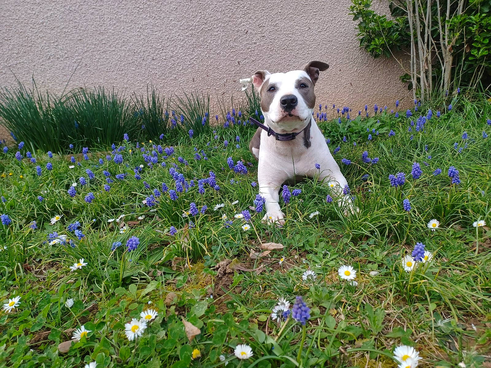 Tina a rejoint le concours — aidez-le/la à gagner de superbes lots ! carnivore, companion_dog, dog, dog_breed, fawn, flower, flowering_plant, grass, grass_family, grassland, groundcover, herbaceous_plant, lawn, meadow, people_in_nature, petal, plant, shrub, spring, working_animal