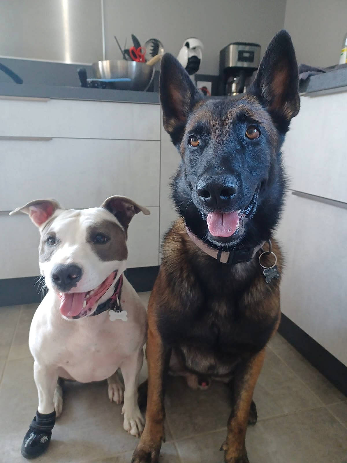 Tina participe au concours pour gagner de l'argent avec cette photo : canidae, carnivore, collar, companion_dog, dog, dog_breed, dog_collar, dog_supply, fawn, grey, guard_dog, herding_dog, leash, pet_supply, snout, sporting_group, wall_socket, whiskers, working_animal, working_dog