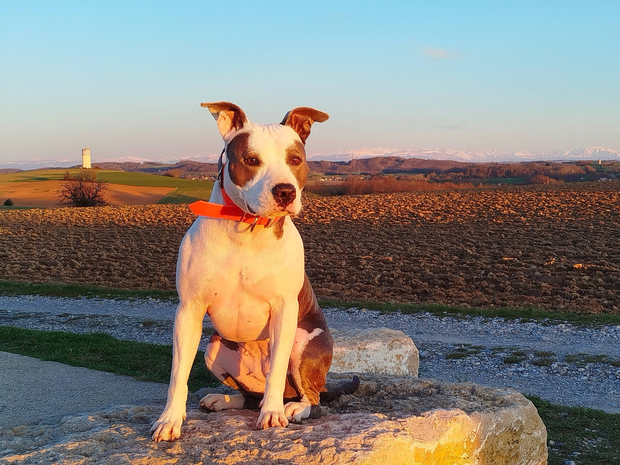 Tina participe au concours pour gagner de l'argent avec cette photo : ball, carnivore, collar, companion_dog, dog, dog_breed, dog_collar, fawn, grass, gun_dog, happy, horizon, landscape, paw, plant, sky, soil, sporting_group, whiskers, working_animal