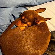 Arlo joined the competition — help win amazing prizes! bed, blanket, brown_fur, closeup, companion, cozy, curled_tail, curled_up, dog, ears, fur_texture, indoor, nap, pet, pillow, resting, sleeping, small_dog, snoozing, warm_lighting