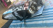 Alma participe au concours pour gagner de l'argent avec cette photo : cat, bag, striped_cloth, wooden_floor, indoor, curious, pet, animal, whiskers, ears, eyes, playful, reusable_bag, household, feline, closeup, portrait, domestic, striped, colorful