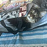 cat, bag, striped_cloth, wooden_floor, indoor, curious, pet, animal, whiskers, ears, eyes, playful, reusable_bag, household, feline, closeup, portrait, domestic, striped, colorful
