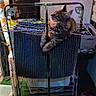 Alma a rejoint le concours — aidez-le/la à gagner de superbes lots ! cat, tabby, drying_rack, towel, indoor, household, curious, furniture, floor, shoes, plastic_crate, wall, lamp, fabric, basket, green_carpet, relaxed, pet, cozy, domestic