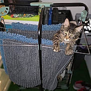 Alma a rejoint le concours — aidez-le/la à gagner de superbes lots ! cat, tabby_cat, towel, drying_rack, indoor, curious, pet, furniture, storage_basket, shoes, floor, household, clothing, fabric, animal, playful, green_floor, gray_towel, blue_towel, clawing