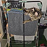 Alma participe au concours pour gagner de l'argent avec cette photo : cat, tabby_cat, drying_rack, towel, laundry, indoor, household_items, shoes, green_carpet, storage_basket, wall, curious_cat, climbing, furniture, domestic, pet, resting, grip, room_corner, miscellaneous