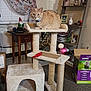 George is registered to the contest to win money with this photo: cat, orange_cat, cat_tree, cat_tower, collar, toy, living_room, shelf, framed_photo, gnome, cardboard_box, curtain, window_blinds, carpet, plant, vase, furniture, cozy, pet, portrait