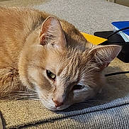 George joined the competition — help win amazing prizes! cat, ginger_cat, feline, pet, whiskers, ears, sleepy, couch, upholstery, fabric, indoor, close_up, portrait, fur, nose, resting, cozy, green_eye, notebook, cable