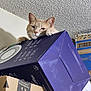cat, feline, pet, paws, ears, whiskers, cardboard_box, purple_box, stacked_boxes, packaging, indoor, popcorn_ceiling, peeking, curious, gaze, sitting, shelf, resting, portrait, home_interior