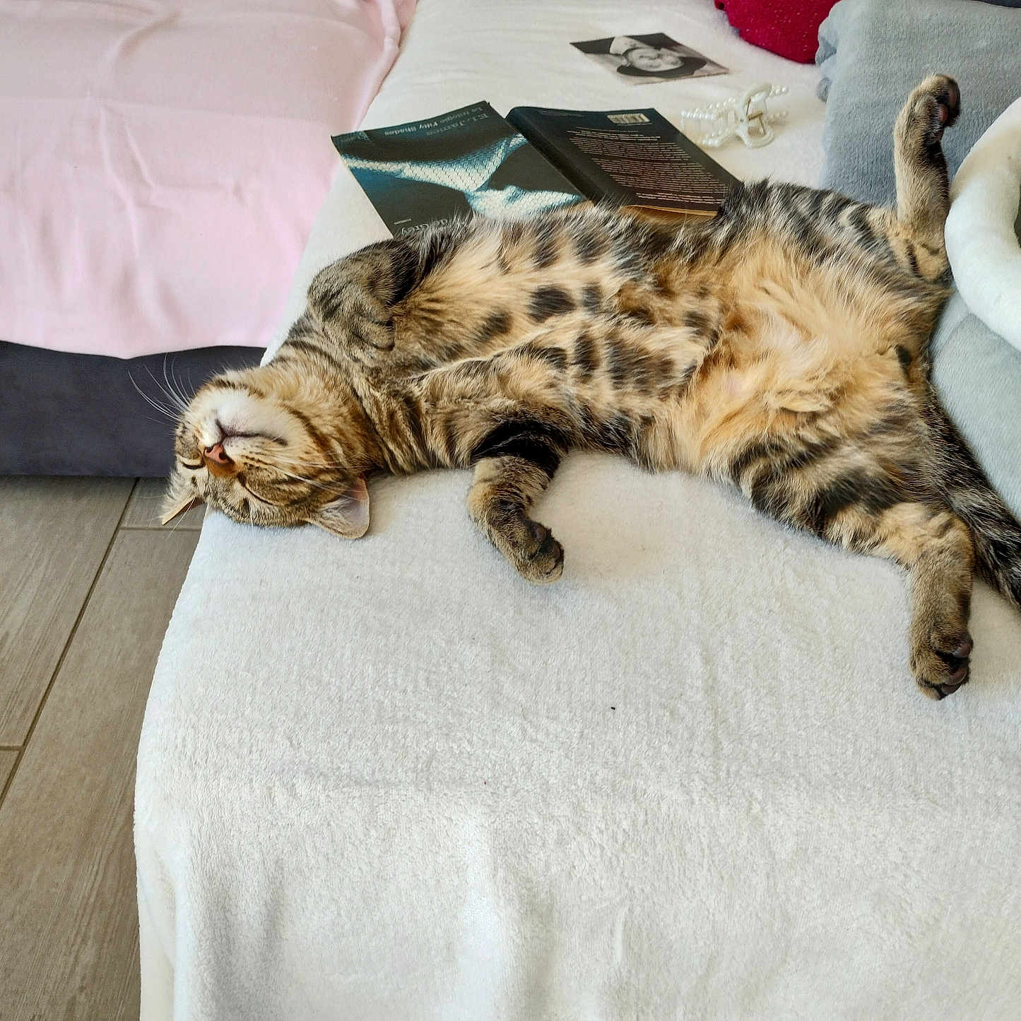 Cookie a rejoint le concours — aidez-le/la à gagner de superbes lots ! blanket, books, cat, couch, cozy, domestic_animal, floor, fur, furniture, home, indoor, paw, pet, pillow, relaxing, resting, sleeping, striped, tabby_cat, whiskers