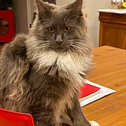 Vahia participe au concours pour gagner de l'argent avec cette photo : cat, fluffy, gray, white, indoor, table, wooden_table, chair, red_chair, pet, feline, whiskers, yellow_eyes, domestic_cat, fur, sitting, looking, closeup, household, cozy