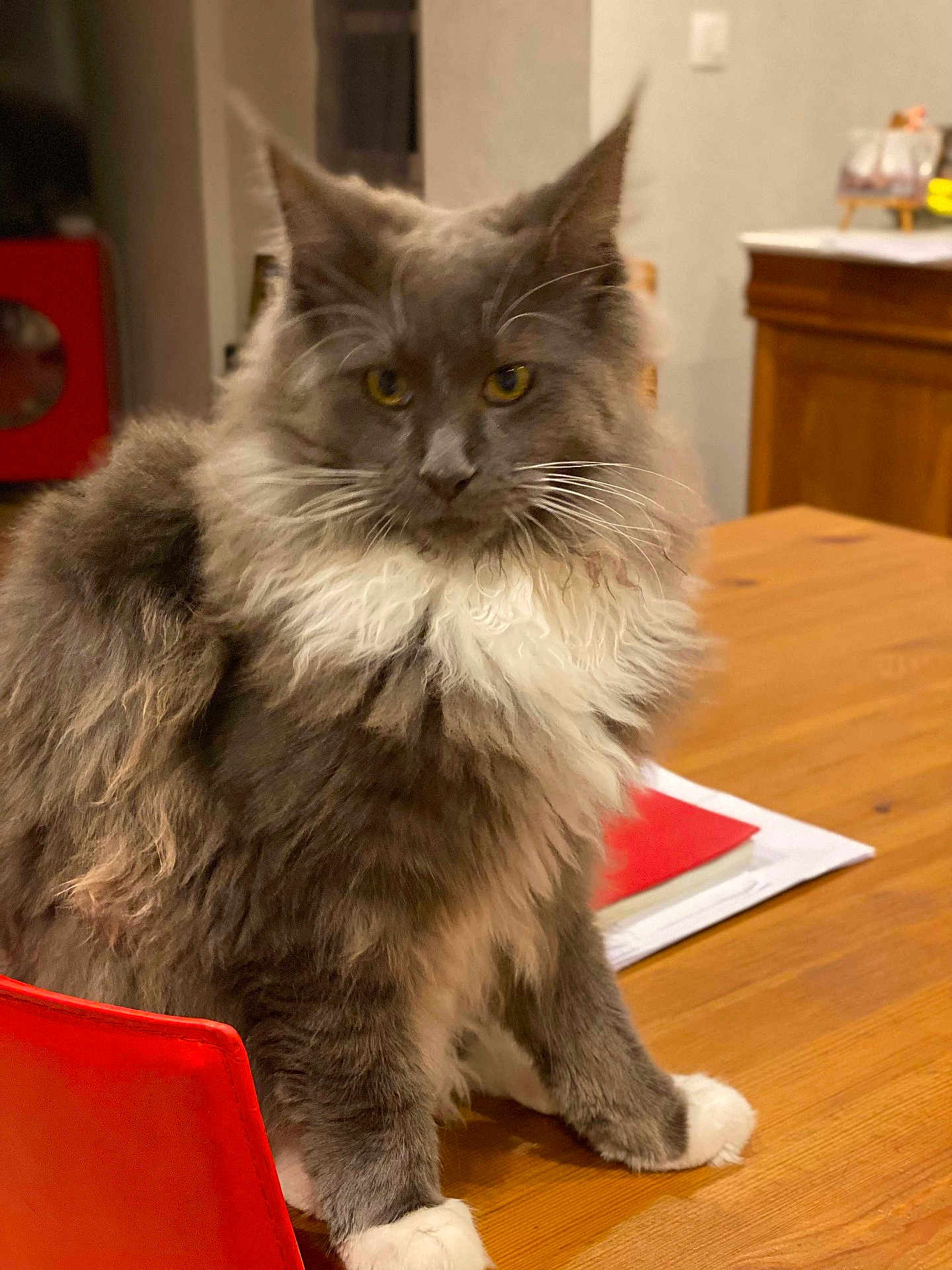 Vahia participe au concours pour gagner de l'argent avec cette photo : cat, fluffy, gray, white, indoor, table, wooden_table, chair, red_chair, pet, feline, whiskers, yellow_eyes, domestic_cat, fur, sitting, looking, closeup, household, cozy