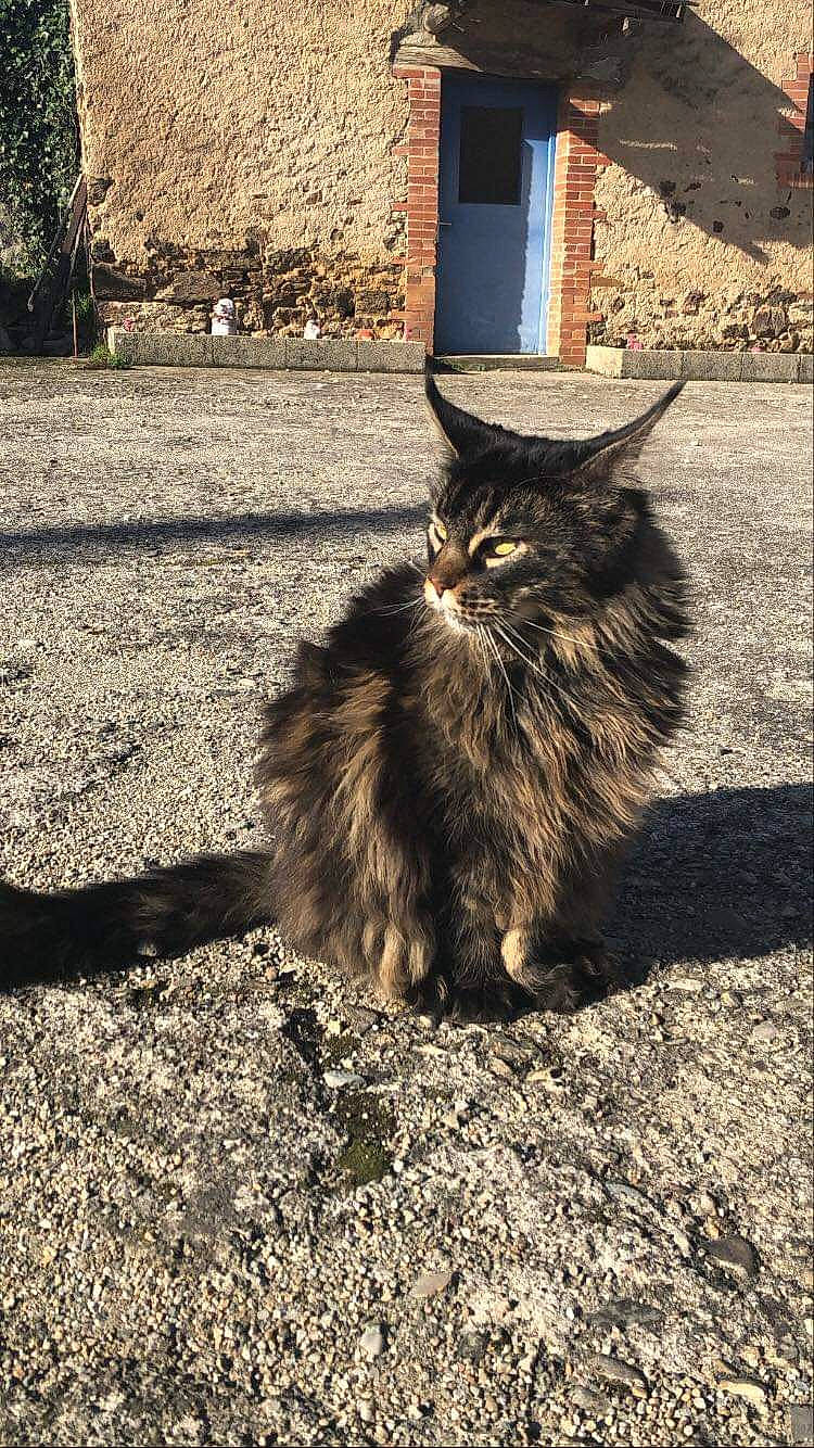 Mamba participe au concours pour gagner de l'argent avec cette photo : asian_semi_longhair, brick, british_longhair, british_semi_longhair, carnivore, cat, domestic_long_haired_cat, door, felidae, fur, maine_coon, persian, ragamuffin, road_surface, shade, shadow, small_to_medium_sized_cats, whiskers