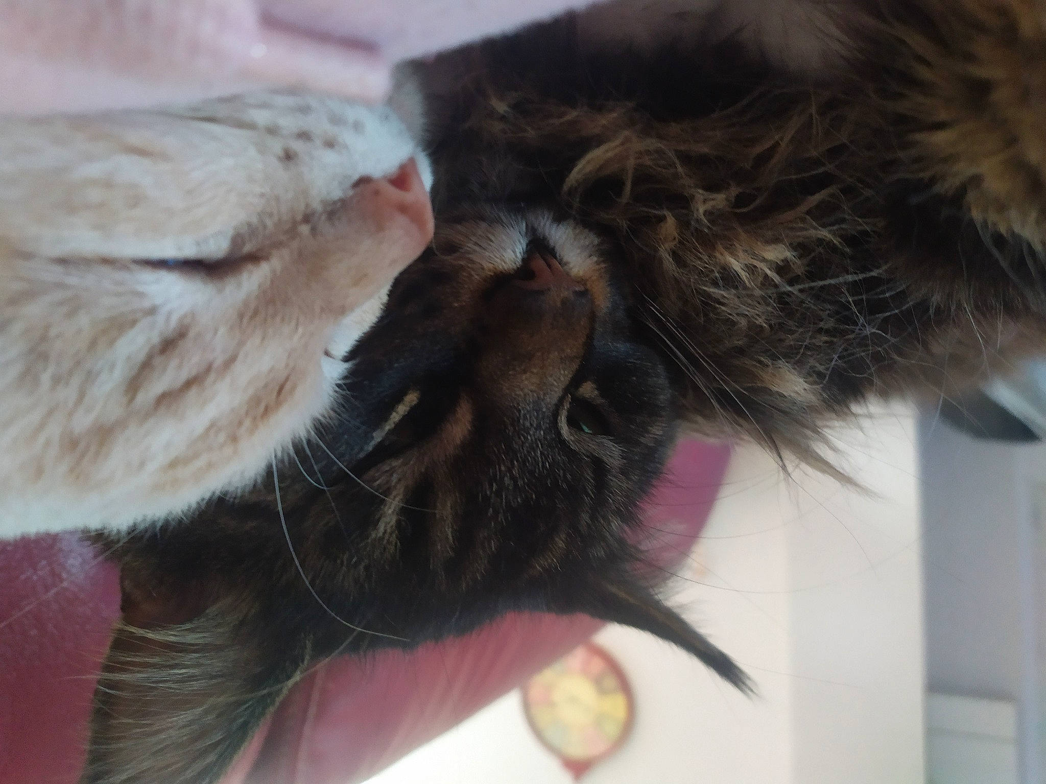 Mamba a rejoint le concours — aidez-le/la à gagner de superbes lots ! carnivore, cat, claw, fawn, felidae, fur, natural_material, organ, paw, skin, small_to_medium_sized_cats, snout, toe, tongue, vertebrate, whiskers