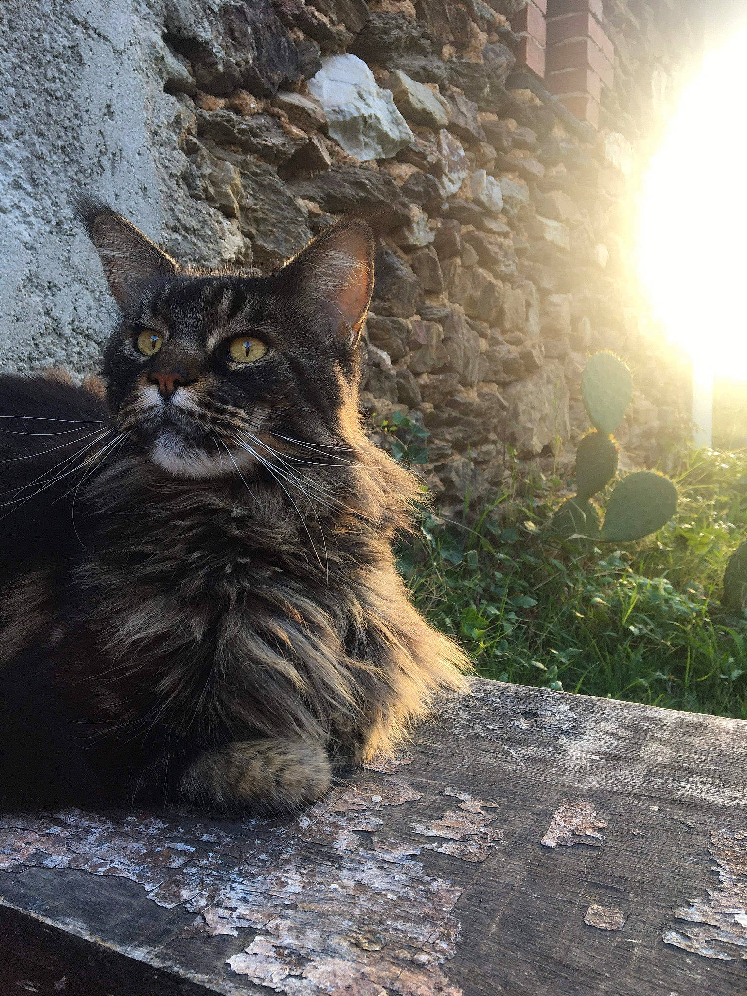 Mamba participe au concours pour gagner de l'argent avec cette photo : backlighting, british_semi_longhair, carnivore, cat, domestic_long_haired_cat, felidae, fur, lens_flare, maine_coon, small_to_medium_sized_cats, snout, sunlight, terrestrial_animal, whiskers