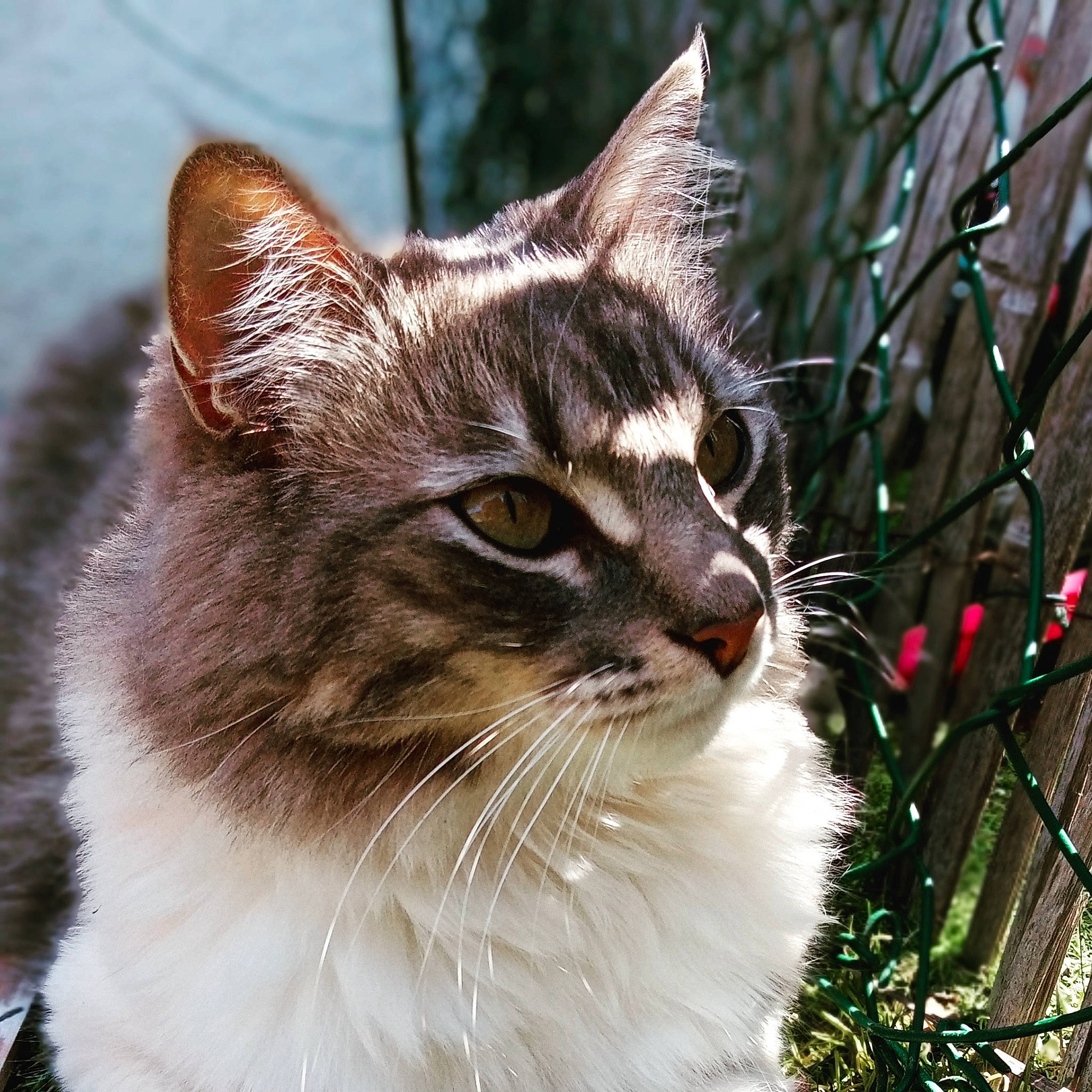 Harley a rejoint le concours — aidez-le/la à gagner de superbes lots ! carnivore, cat, conifer, domestic_short_haired_cat, event, felidae, fur, grass, plant, small_to_medium_sized_cats, snout, terrestrial_animal, tree, twig, whiskers, wildlife, window