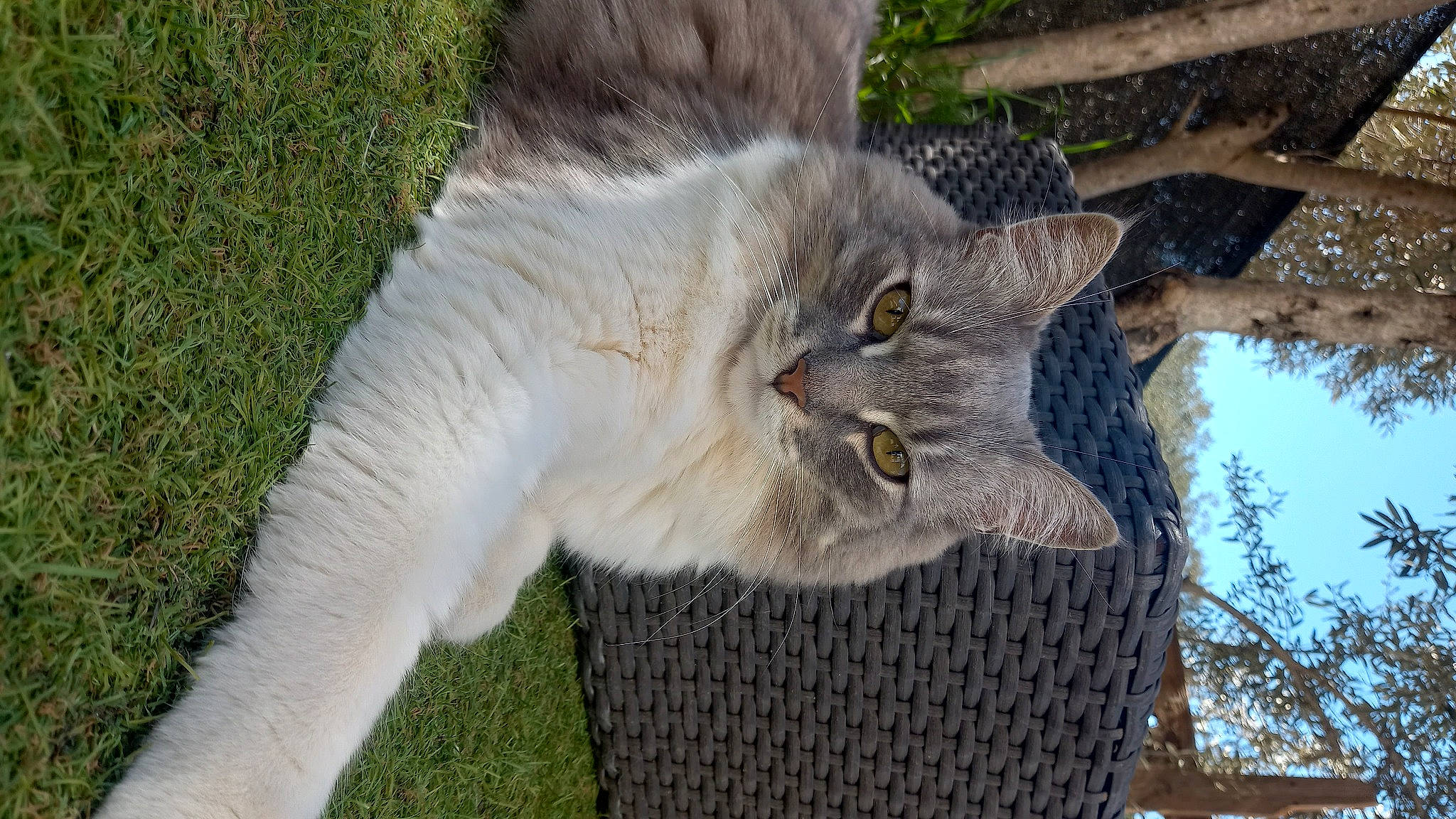 Harley a rejoint le concours — aidez-le/la à gagner de superbes lots ! carnivore, cat, domestic_short_haired_cat, felidae, fur, grass, grey, groundcover, plant, sky, small_to_medium_sized_cats, snout, tail, terrestrial_animal, tree, trunk, twig, whiskers, wildlife, wood