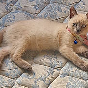 Acciona participe au concours pour gagner de l'argent avec cette photo : kitten, cat, animal, pet, feline, collar, bell, blue_eyes, fur, whiskers, mattress, pattern, indoor, cute, young, resting, paws, laying, curious, domestic