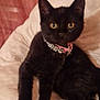 black_cat, cat, pet, animal, feline, collar, yellow_eyes, cushion, indoor, resting, fur, whiskers, ears, paws, cute, domestic_cat, relaxed, closeup, soft_texture, cozy