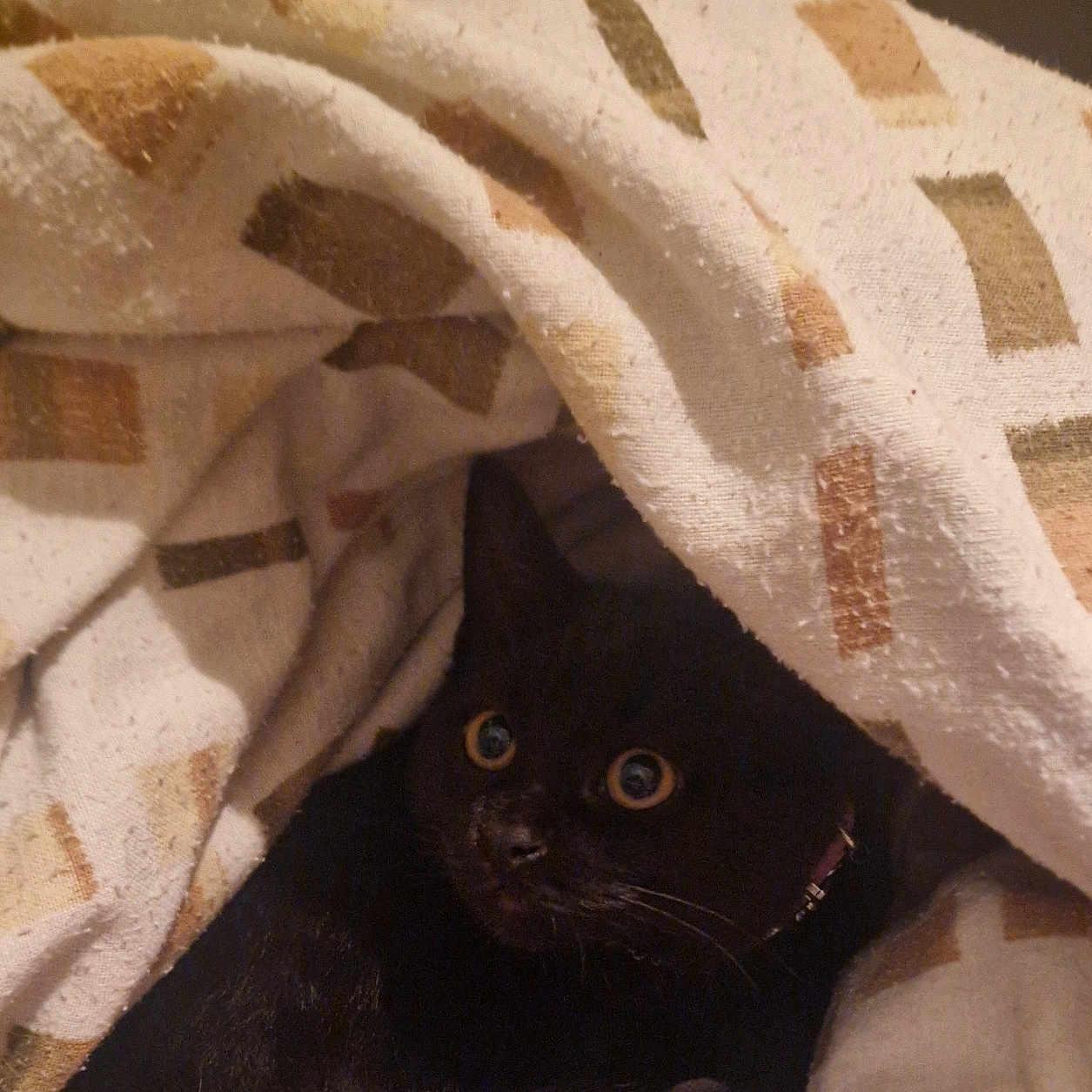 Andeïs a rejoint le concours — aidez-le/la à gagner de superbes lots ! animal, black_cat, blanket, cat, comfort, cozy, curious, cute, eyes, fabric, fur, hiding, home, indoor, pattern, pet, resting, soft, warm, whiskers