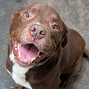Paco a rejoint le concours — aidez-le/la à gagner de superbes lots ! dog, brown_dog, happy_dog, smiling, pet, animal, canine, close_up, indoor, looking_up, tongue_out, teeth, fur, white_patch, friendly, playful, cute, companion, mammal, domestic_animal
