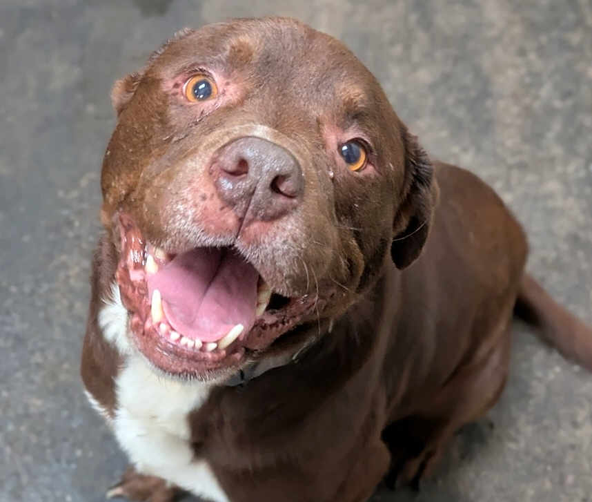 Paco a rejoint le concours — aidez-le/la à gagner de superbes lots ! dog, brown_dog, happy_dog, smiling, pet, animal, canine, close_up, indoor, looking_up, tongue_out, teeth, fur, white_patch, friendly, playful, cute, companion, mammal, domestic_animal