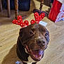 antlers, brown_dog, canine, celebration, chair, dog, domestic_animal, festive, floor, happy, holiday_decoration, home, indoor, looking_up, mouth_open, pet, reindeer_antennae, smiling, table, wooden_floor