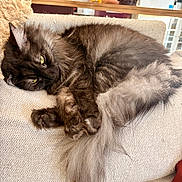 Azur participe au concours pour gagner de l'argent avec cette photo : cat, black_cat, fluffy, long_hair, green_eyes, pet, animal, feline, sleeping, relaxed, lounging, couch, sofa, indoors, living_room, home, whiskers, tail, paws, portrait