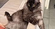 Azur a rejoint le concours — aidez-le/la à gagner de superbes lots ! cat, fluffy, long_hair, dark_fur, yellow_eyes, pet, animal, sofa, couch, indoors, living_room, cushions, pillow, relaxed, sitting, lying_down, raised_paw, dangling_paw, home, portrait